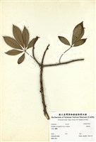 藏品(鵝掌柴)的圖片